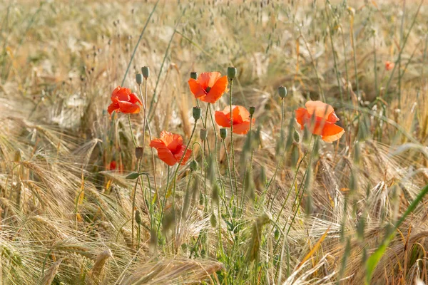 Máky Poli Pšenice Slunečný Červen Krása Přírodě — Stock fotografie