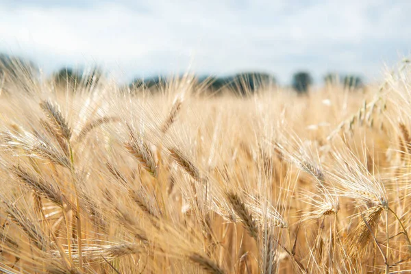 Пшениця Золоте Поле Зернових Зернові Культури Колоски Крупним Планом Сонячний — стокове фото