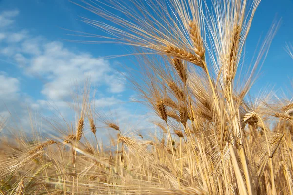 Golden Cereals Grows Field Blue Sky Grain Crops Spikelets Wheat — Foto Stock