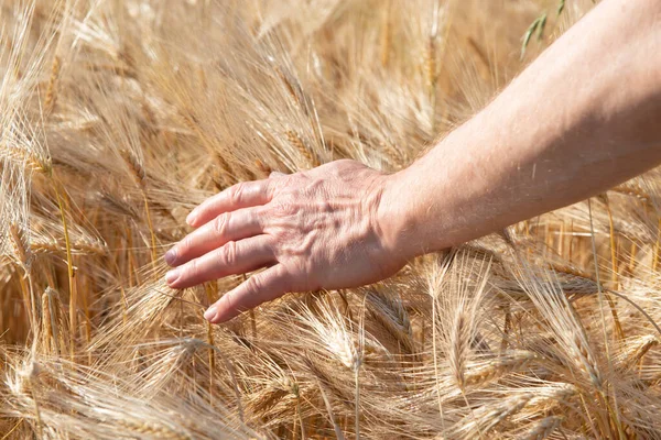 Mannelijke Hand Aanraken Gouden Granen Groeit Het Veld Graangewassen Spikeletten — Stockfoto