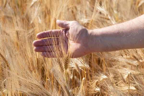 Male Hand Touching Golden Cereals Grows Field Grain Crops Spikelets — Stock Photo, Image