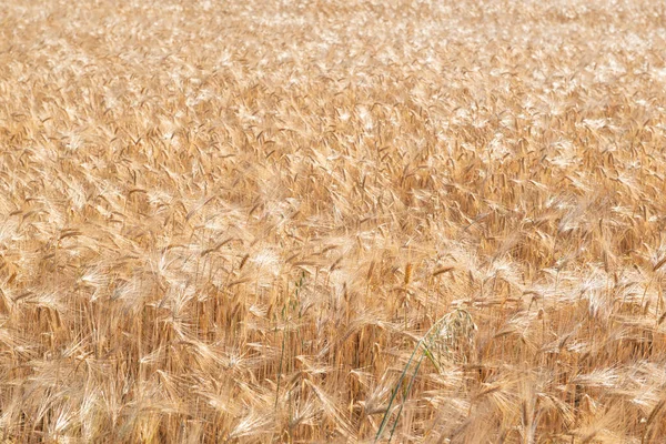 Пшеница Золотое Поле Зерновых Готово Сбору Урожая Зерновые Культуры Колючки — стоковое фото