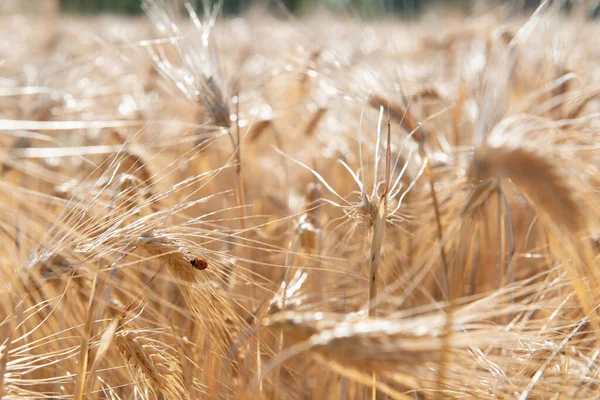 Grano Campo Oro Cereali Pronti Raccolto Colture Cerealicole Spikelets Primo — Foto Stock