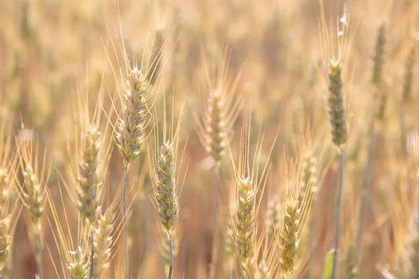 Campo Cereali Colture Cerealicole Spikelets Primo Piano Giugno Soleggiato Grani — Foto Stock