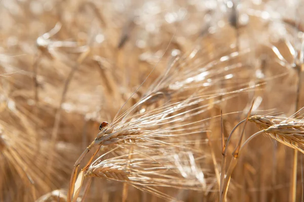 Grano Campo Oro Cereali Pronti Raccolto Colture Cerealicole Spikelets Primo — Foto Stock