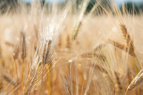 Пшениця Золоте Поле Зернових Зернові Культури Колоски Крупним Планом Сонячний — стокове фото
