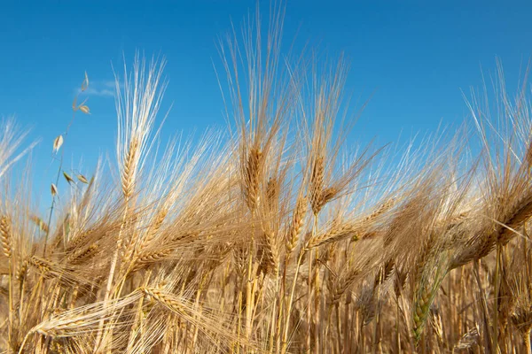 Golden Cereals Grows Field Blue Sky Grain Crops Spikelets Wheat — Stock Photo, Image