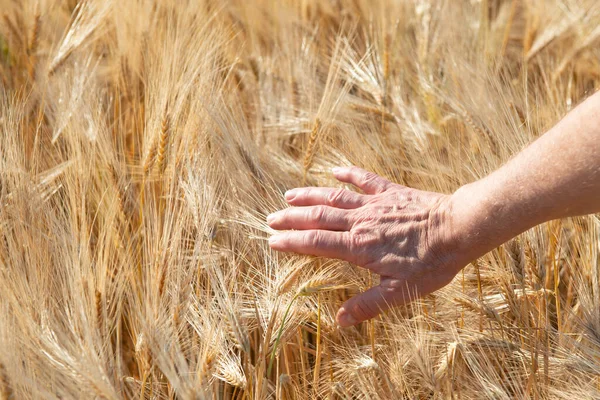 黄金の穀物に触れる男性の手がフィールドに成長します 穀物だ 小麦の小穂 重要な穀物 — ストック写真