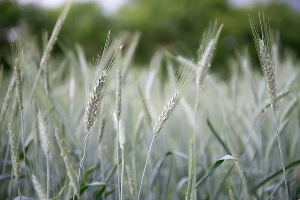 Segale Cresce Nel Campo Colture Cerealicole Spille Cereali Sopra Cielo — Foto Stock