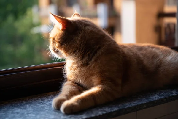 stock image Cute red tabby cat rests at home on the windowsill with an open window, looks into the garden and enjoys the warm sun rays and fresh air. Adorable young pet. 