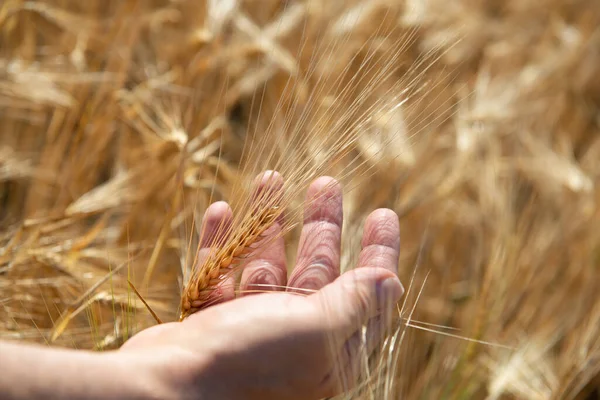 Homem Segurando Sua Mão Espiguetas Douradas Maduras Trigo Cereais Crescem — Fotografia de Stock