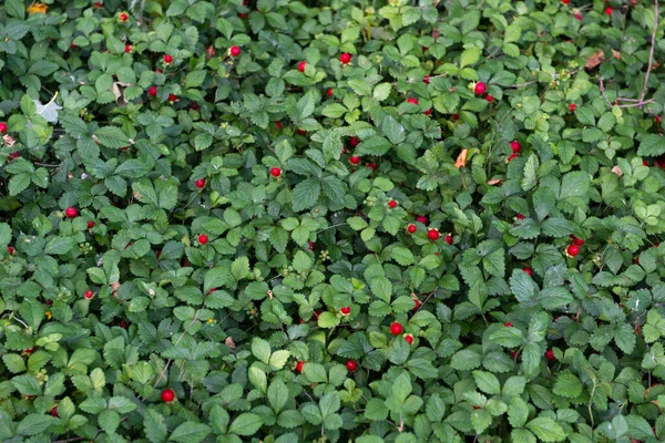 Wilde Aardbeien Met Rijpe Rode Bessen Groeien Het Bos Een — Stockfoto