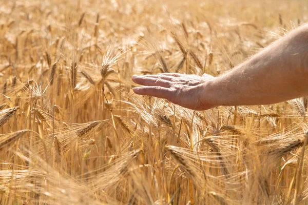 手に持っている男は小麦の黄金の小穂を熟した 穀物は畑で育ちます 穀物だ 重要な穀物 — ストック写真
