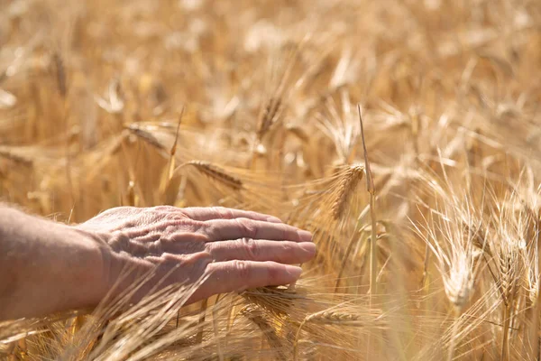 手に触れると黄金の穀物が畑に生えてくる 穀物だ 小麦の小穂 重要な穀物 — ストック写真