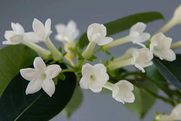 雄花と共に咲くステファノティスやマダガスカルジャスミン — ストック写真