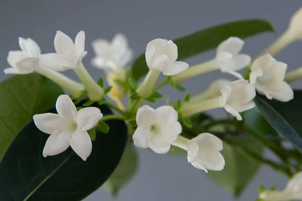 Stephanotis Madagaskar Jasmijn Bloeien Met Withe Geurende Bloemen — Stockfoto