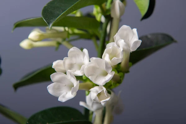 stock image Stephanotis or Madagascar jasmine blooming with withe odorous flowers