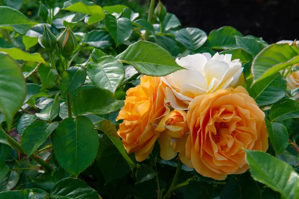 Julia Child Roses Rosa Absolutamente Fabulosa Rosa Floribunda Dorada Que — Foto de Stock