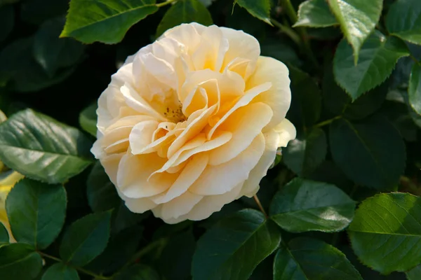 Julia Child Roses Rosa Absolutamente Fabulosa Rosa Floribunda Dorada Que — Foto de Stock