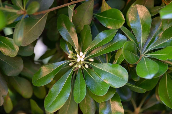 stock image Japanese Mockorage - bush blooming with white flowers at spring