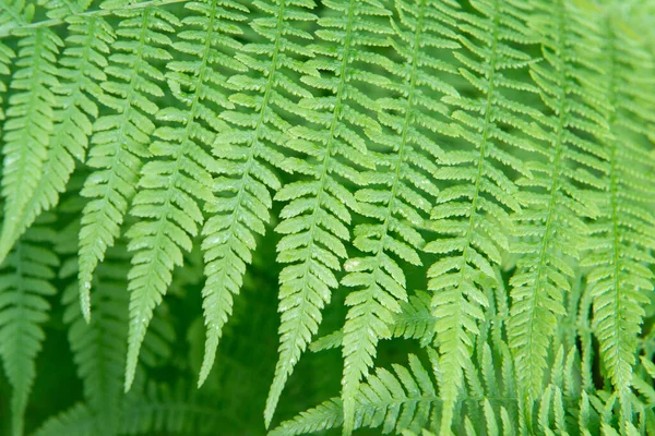 Зелене Листя Папороть Красивий Фон Природи — стокове фото