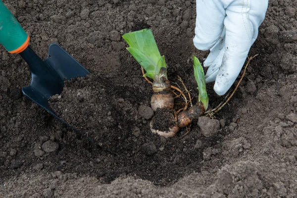植物の移植 造園のためのアイリス根茎 — ストック写真