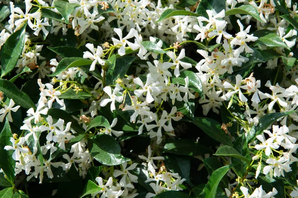 Iasomie Înflorind Flori Mirositoare Parc Vară Aer Liber — Fotografie, imagine de stoc