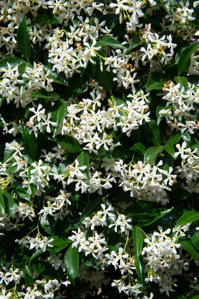 Iasomie Înflorind Flori Mirositoare Parc Vară Aer Liber — Fotografie, imagine de stoc