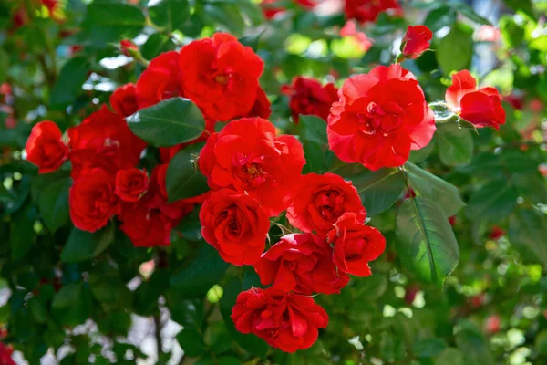 Des Roses Rouges Fleurissent Fleurs Fraîches Vives Beauté Dans Nature — Photo