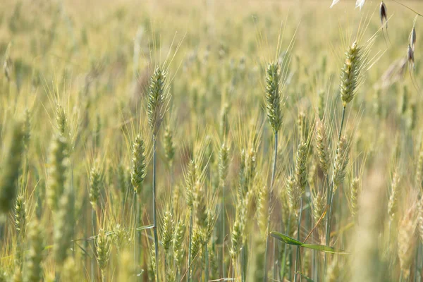 Campo Cereali Colture Cerealicole Spikelets Primo Piano Giugno Soleggiato Grani — Foto Stock