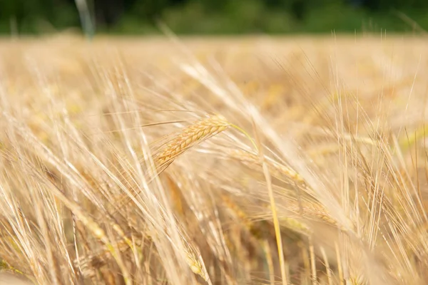 Пшениця Золоте Поле Зернових Готових Врожаю Зернові Культури Колоски Крупним — стокове фото