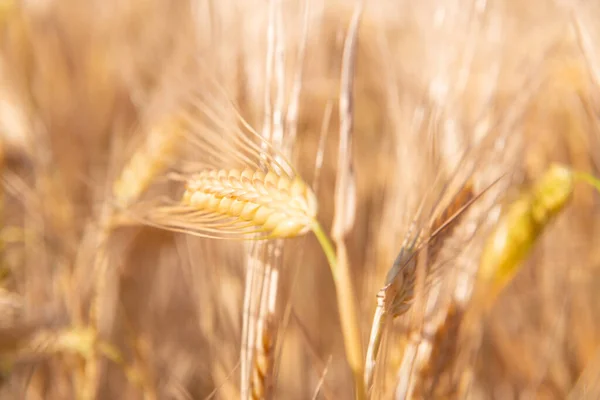 Wheat Golden Field Cereals Ready Harvest Grain Crops Spikelets Closeup — Stock Photo, Image