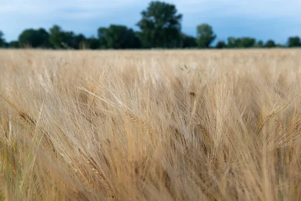 Пшеница Золотое Поле Зерновых Лесом Голубым Небом Горизонте Зерновые Культуры — стоковое фото