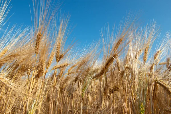 Cereali Dorati Crescono Nel Campo Sopra Cielo Azzurro Colture Cerealicole — Foto Stock