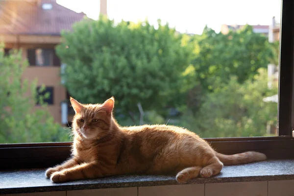 Cute Gato Tabby Vermelho Repousa Casa Peitoril Janela Com Uma — Fotografia de Stock