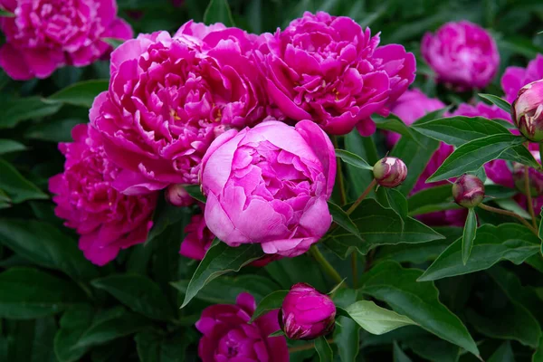 Peônias Arbusto Florescer Lindas Flores Rosa Beleza Parque Primavera — Fotografia de Stock