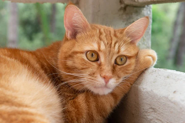 かわいい赤いタビー猫のバルコニーに非常に不満と哲学的な表現では 銃口の下に足を置く上にあります 好青年ペット — ストック写真
