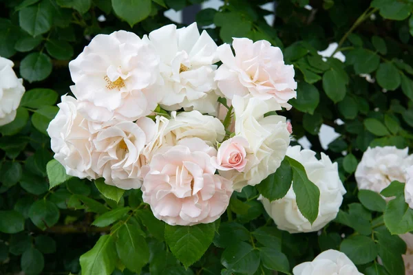 Arbusto Rosas Floreciendo Hermosas Flores Rosas Blancas Belleza Naturaleza Primavera — Foto de Stock