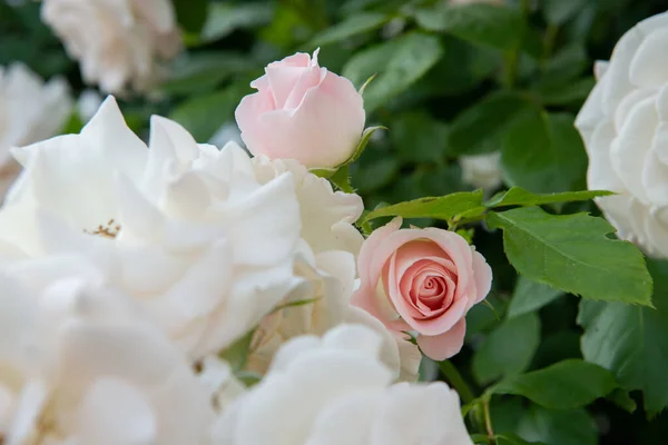 Arbusto Rosas Floreciendo Hermosas Flores Rosas Blancas Belleza Naturaleza Primavera — Foto de Stock