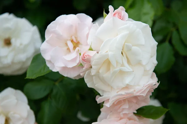 Arbusto Rosas Floreciendo Hermosas Flores Color Blanco Rosa Belleza Naturaleza — Foto de Stock