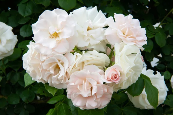 Arbusto Rosas Floreciendo Hermosas Flores Color Blanco Rosa Belleza Naturaleza — Foto de Stock