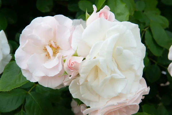 Buisson Des Roses Fleurit Belles Fleurs Blanc Rose Beauté Dans — Photo