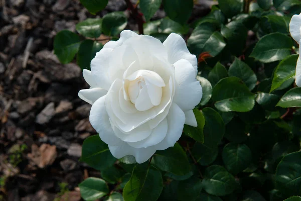 玫瑰丛生 美丽的白花 美丽的大自然在春天 — 图库照片