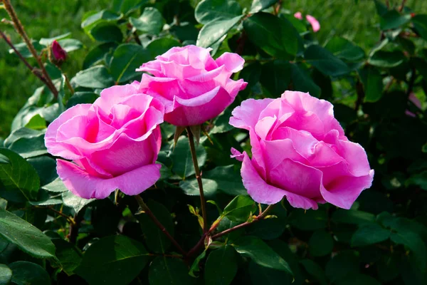 Arbusto Rosas Floreciendo Hermosas Flores Rosadas Belleza Naturaleza Primavera — Foto de Stock