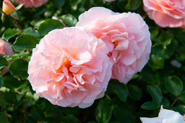 stock image Roses bush blooming. Beautiful pink flowers, beauty in nature at spring