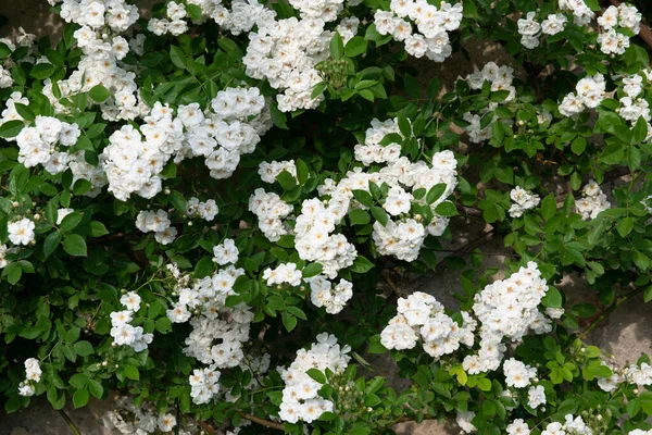 Rosas Arbusto Florescendo Lindas Flores Brancas Beleza Natureza Primavera — Fotografia de Stock