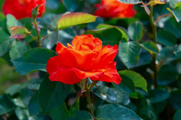 Rosornas Buske Blommar Vackra Rödgula Blommor Vacker Natur Våren — Stockfoto