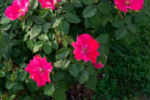 Mawar Semak Mekar Indah Kuning Merah Muda Bunga Keindahan Alam — Stok Foto