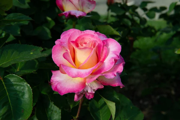 Arbusto Rosas Floreciendo Hermosas Flores Color Amarillo Rosa Belleza Naturaleza — Foto de Stock