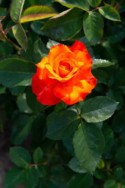 Kwitnący Krzew Róż Piękne Żółto Czerwone Kwiaty Piękno Natury Wiosną — Zdjęcie stockowe